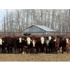 Image 1 : Garth & Theresa Kauppi - 870# November Delivery Weaned Steers - 70 Head (Eckville, AB)