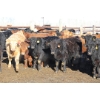 Image 4 : Martee Farm & Ranch - 725# February Delivery Steers - 62 Head (Midale, SK) VBP+