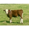 Image 6 : Mullen Land & Cattle Co. - 550# September Delivery Heifer Calves - 112 Head (Peers, AB)