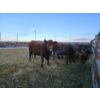 Image 9 : Westwick Ranching - 4 Red 2nd Calvers (Pen 511)
