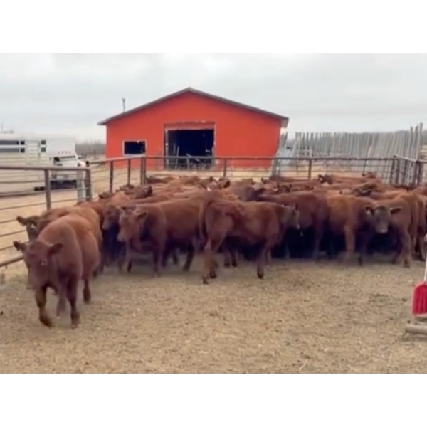 Jim & Brett Finkbeiner - 600# November Delivery Steer Calves - 90 head (Ponoka, AB)