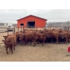 Image 1 : Jim & Brett Finkbeiner - 600# November Delivery Steer Calves - 90 head (Ponoka, AB)