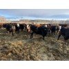 Image 3 : Rice Farms - 1000# April Delivery Steers - 124 Head (Lacombe, AB)