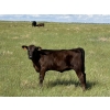 Image 9 : Douglass Bros. Ranching - 580# November Delivery Heifer Calves - 100 Head (Gem, AB)