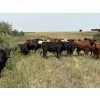 Image 3 : Rick Murphy - 980# October Delivery Grass Steers - 130 Head (Lloydminster, AB)