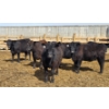 Image 6 : M.S. MacLean Livestock - 750# April Delivery Heifers - 51 Head (Coaldale, AB)