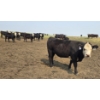 Image 3 : M.S. MacLean Livestock - 985# September Delivery Grass Steers - 264 Head (Coaldale, AB)