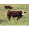 Image 5 : Les & Sharlene Bjorge - 540# October Delivery Heifer Calves - 35 Head (Eckville, AB)