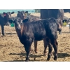 Image 6 : Schunicht Farms - 680# Dec/Jan Delivery Weaned Heifers - 85 Head (Strathmore, AB)