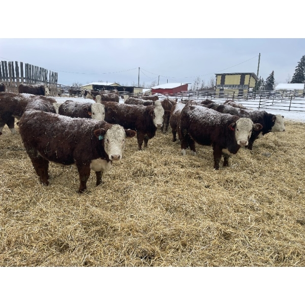 Birkenhagen Farms - 880# January Delivery Steers - 51 Head (Carrot Creek, AB) VBP+