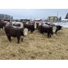 Image 1 : Birkenhagen Farms - 880# January Delivery Steers - 51 Head (Carrot Creek, AB) VBP+