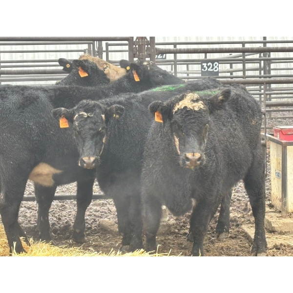 Lane Boisjoli - 5 Heifers (Pen 427)
