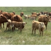 Image 2 : Dick Lawrence - 660# November Delivery Steer Calves - 95 Head (Pine Lake, AB)