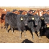 Image 5 : Hebert Livestock Ventures - 635# February Delivery Steers - 100 Head (Wawota, SK) VBP+