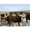 Image 2 : Thorsteinson Land & Livestock Ltd. - 980# January Delivery Steers - 61 Head (Foam Lake, SK) VBP+
