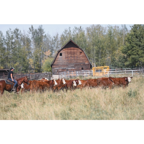 Cornerglen Ranching (A&A) - 11 RNK Angus/Herford X April/May Calving Bred Heifers (Crestomere, AB)