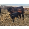 Image 4 : Rolling N Ranches (Nolan & Amanda Osadczuk) - 5 Black Heifer Pairs