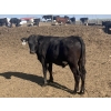 Image 8 : DL Feedlot - 680# June/July Delivery Steers - 200 Head (Fort Macleod, AB)