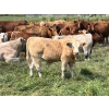Image 5 : Wayne & Logan Lytwyn - 645# Oct/Nov Delivery Steer Calves - 190 Head (Winnipegosis, MB)
