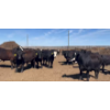 Image 3 : Cross Bar Ranch - 1050# May Delivery Steers - 205 Head (Consort, AB)