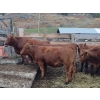 Image 2 : Ootsa Lake Cattle Co. - 15 Red Angus X April/May Calving Bred Heifers (Ootsa Lake, BC)