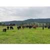 Image 5 : Debbie Born - 20 1st Calf Angus Pairs (Coldstream, BC)