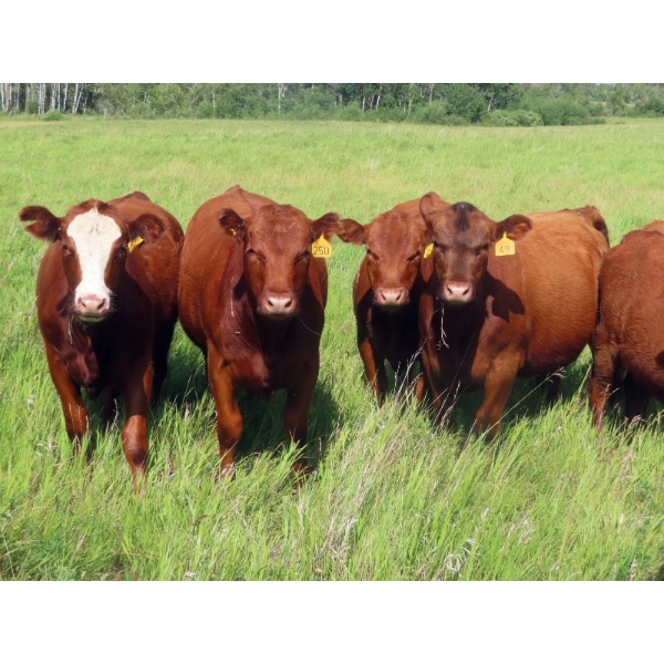 Taylor Enterprises Inc. - 875# September Delivery Grass Heifers - 140 Head (Wawota, SK)