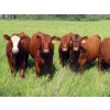 Image 1 : Taylor Enterprises Inc. - 875# September Delivery Grass Heifers - 140 Head (Wawota, SK)