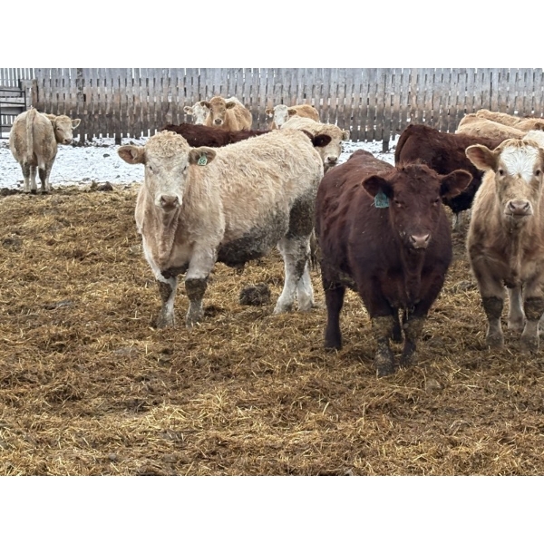 Rice Farms - 965# Dec/Jan Delivery Weaned Steers - 62 Head (Lacombe, AB)