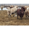 Image 1 : Rice Farms - 965# Dec/Jan Delivery Weaned Steers - 62 Head (Lacombe, AB)