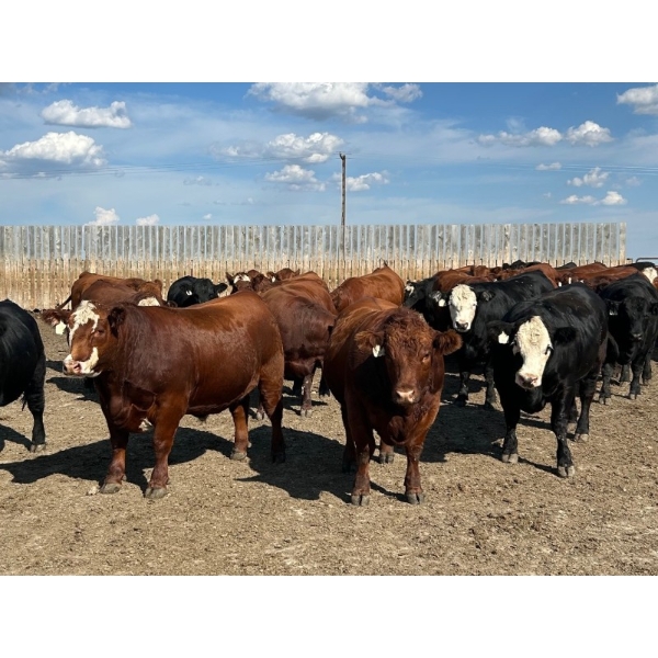 Hillsvale Farming Co. Ltd. - 80 Angus/Angus X Fed Steers (Cut Knife, SK)