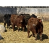 Image 2 : CS Livestock - 860# March Delivery Steers - 65 Head (Rimbey, AB)