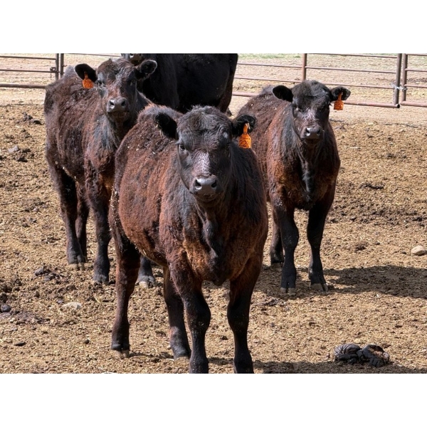 Copperfield Farming - 580# May Delivery Steer Calves - 10 Head (Vauxhall, AB)