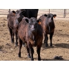 Image 1 : Copperfield Farming - 580# May Delivery Steer Calves - 10 Head (Vauxhall, AB)