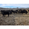 Image 4 : South Island Farms - 860# February Delivery Steers - 300 Head (Bow Island, AB)