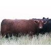 Image 4 : Right Cross Ranch - 1375# August Delivery Mature Open Cows - 25 Head (Gapview, SK)