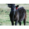 Image 6 : Ray Torkelson - 580# Steer Calves - 107 Head (Millicent, AB)