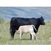 Image 14 : GW Murray Ranches - 515# October Delivery Steer Calves - 115 Head (Tompkins, SK)