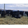 Image 10 : Colton Battrum - 6 Black Heifers (Pen 528)