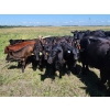 Image 2 : Wunder Farms - 550# October Delivery Steer Calves - 50 Head (Foam Lake, SK)