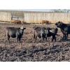Image 5 : Luke & Jen Smith - 900# Sept/Oct Delivery Steers - 67 Head (Rhein, SK)