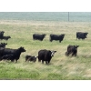 Image 4 : Josh Maser - 530# November Delivery Steer Calves - 195 Head (Elkwater, AB)