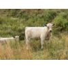 Image 4 : Circus Coulee Cattle (Robert & Jordy Hoff) - 565# November Steer Calves - 95 Head (Dorothy, AB)