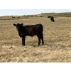 Image 6 : Dar-Lin Ranching - 470# November Delivery Heifer Calves - 115 Head (Big Stone, AB)