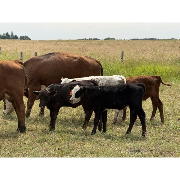 Malarky Farms - 20 Red/Red X Cow/Calf Pairs (Newdale, MB)