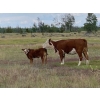 Image 3 : Hartridge Ranch - 585# November Delivery Steer Calves - 35 Head (Clinton, BC)
