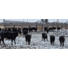 Image 4 : Franz Land & Cattle - 760# March Delivery Heifers - 41 Head (Medicine Hat, AB)