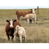 Image 8 : Jean Lamson - 575# October Delivery Heifer Calves - 100 Head (Hanna, AB)