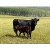 Image 2 : Pine River Cattle Co. - 520# Oct/Nov Delivery Steer Calves - 110 Head (Lone Prairie, BC)