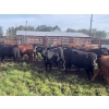 Image 13 : Regehr Land & Cattle - 1050# September Delivery Grass Steers - 59 Head (Winfield, AB)